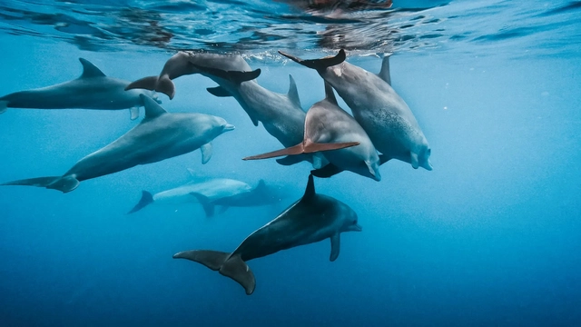 GoPro Floaty HERO11 Black Mini 